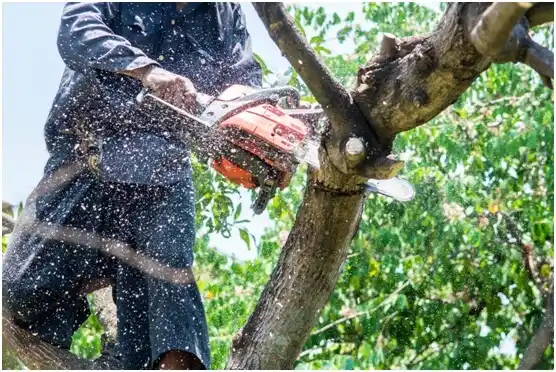 tree services Conneautville